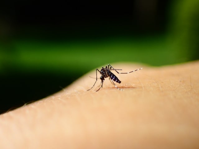 吸血する蚊